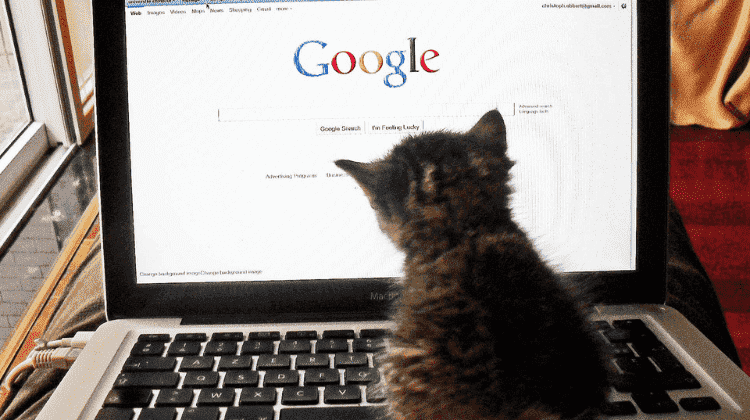 gatinho sentado em frente ao computador, que está aberto na página do Google; Segue anexo ou segue em anexo: veja qual é o certo