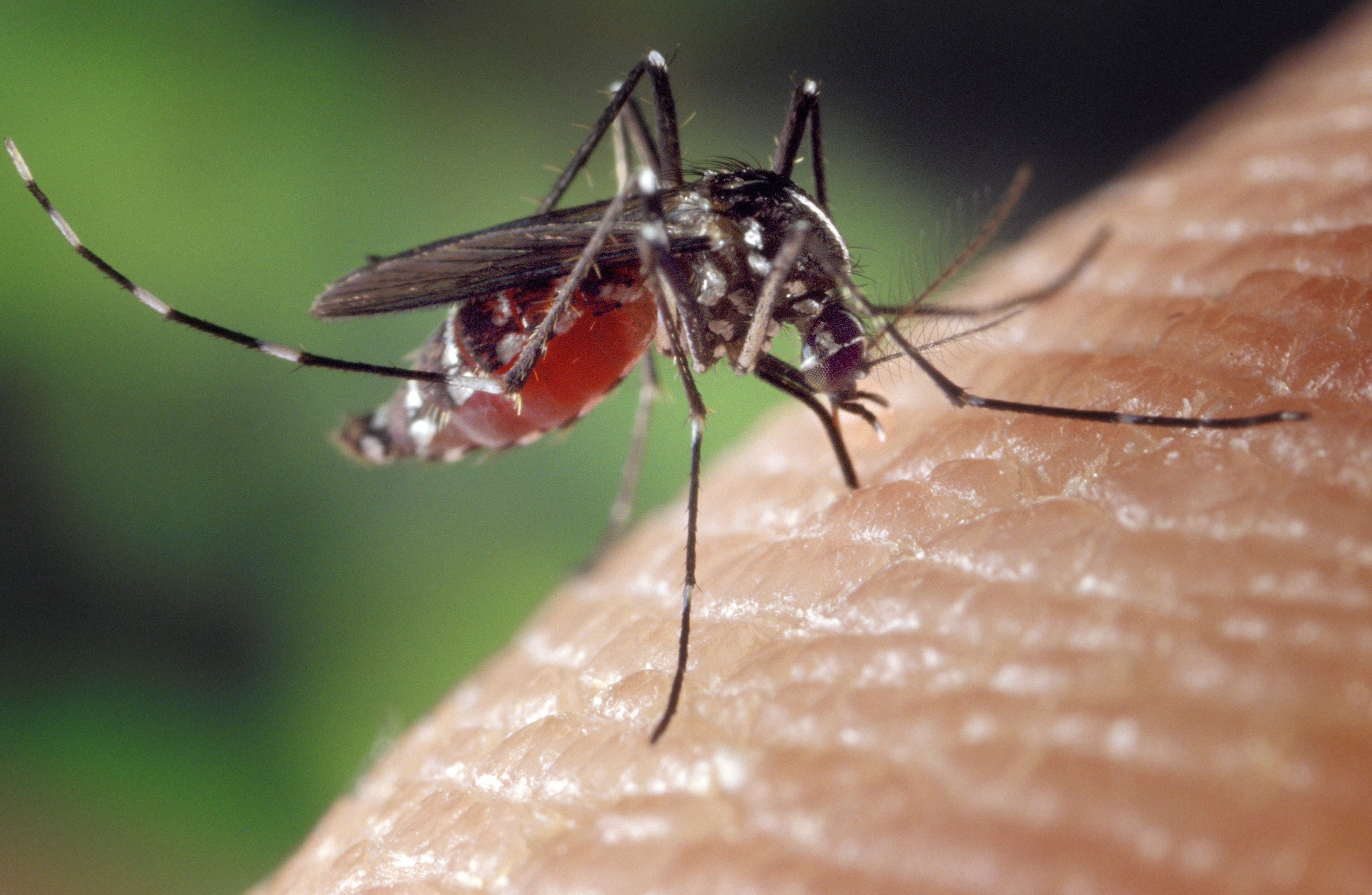 mosquisto da dengue de perto numa superfície 