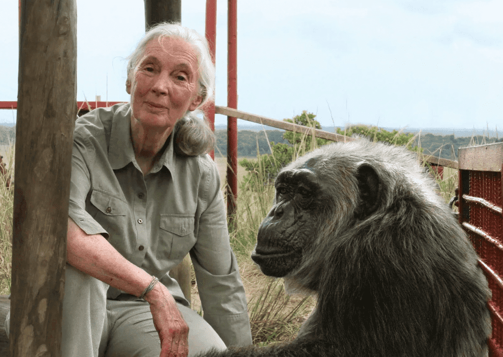 Jane Goodall, primatologista e antropóloga britânica