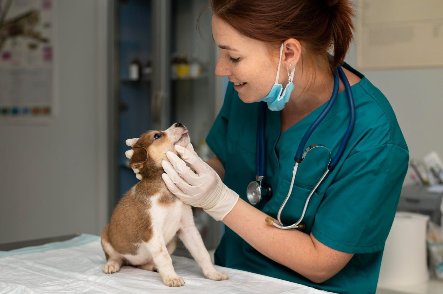 Médica veterinária examinando um filhote de cachorro em seu consultório; Dia do Veterinário: frases, mensagens e origem da data