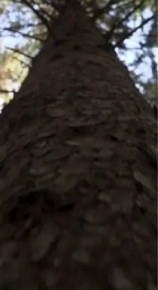 Doubling our Wood Supply from 2010-2060