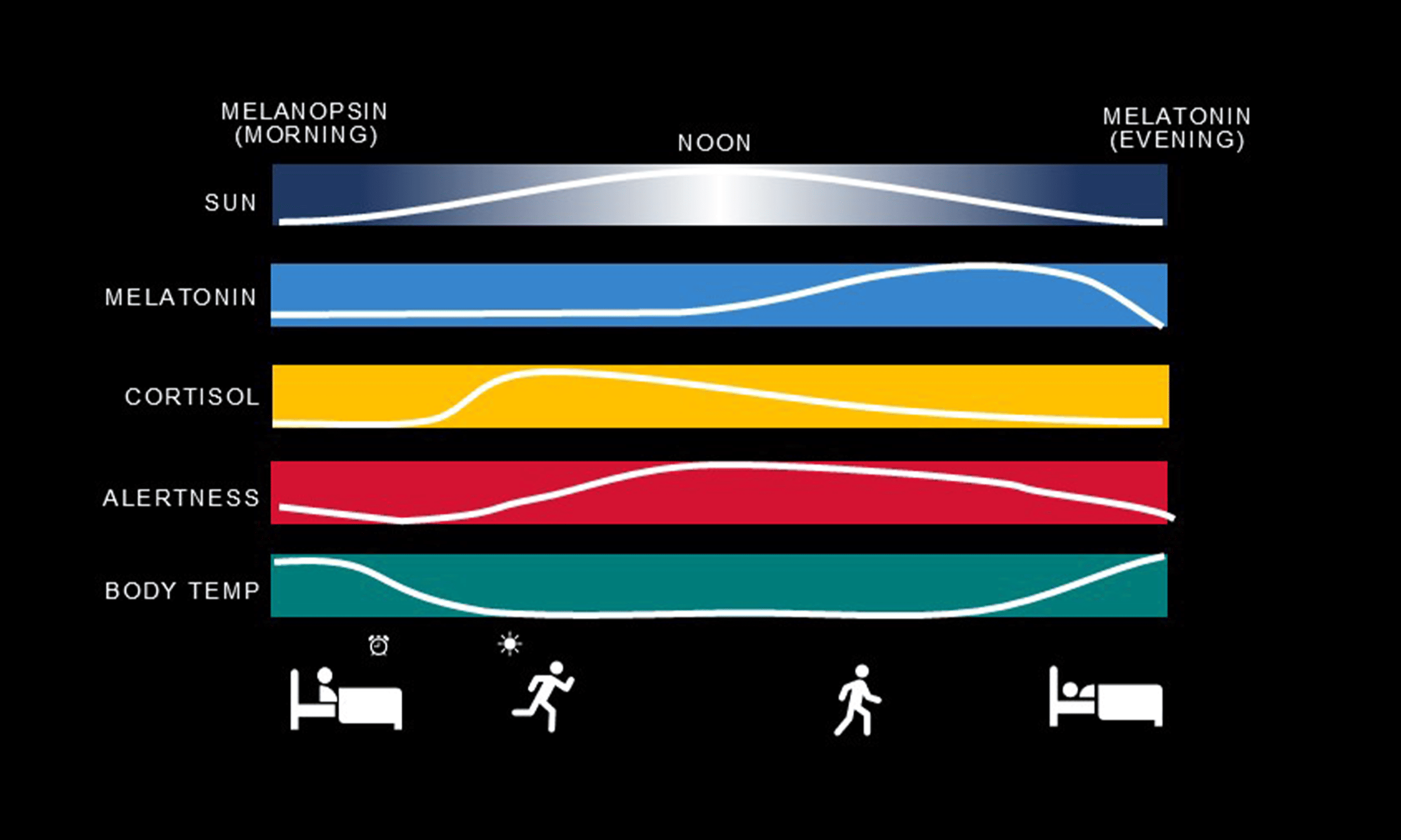 The Rhythm of the Light: A Primer in Circadian Design | Schuler Shook