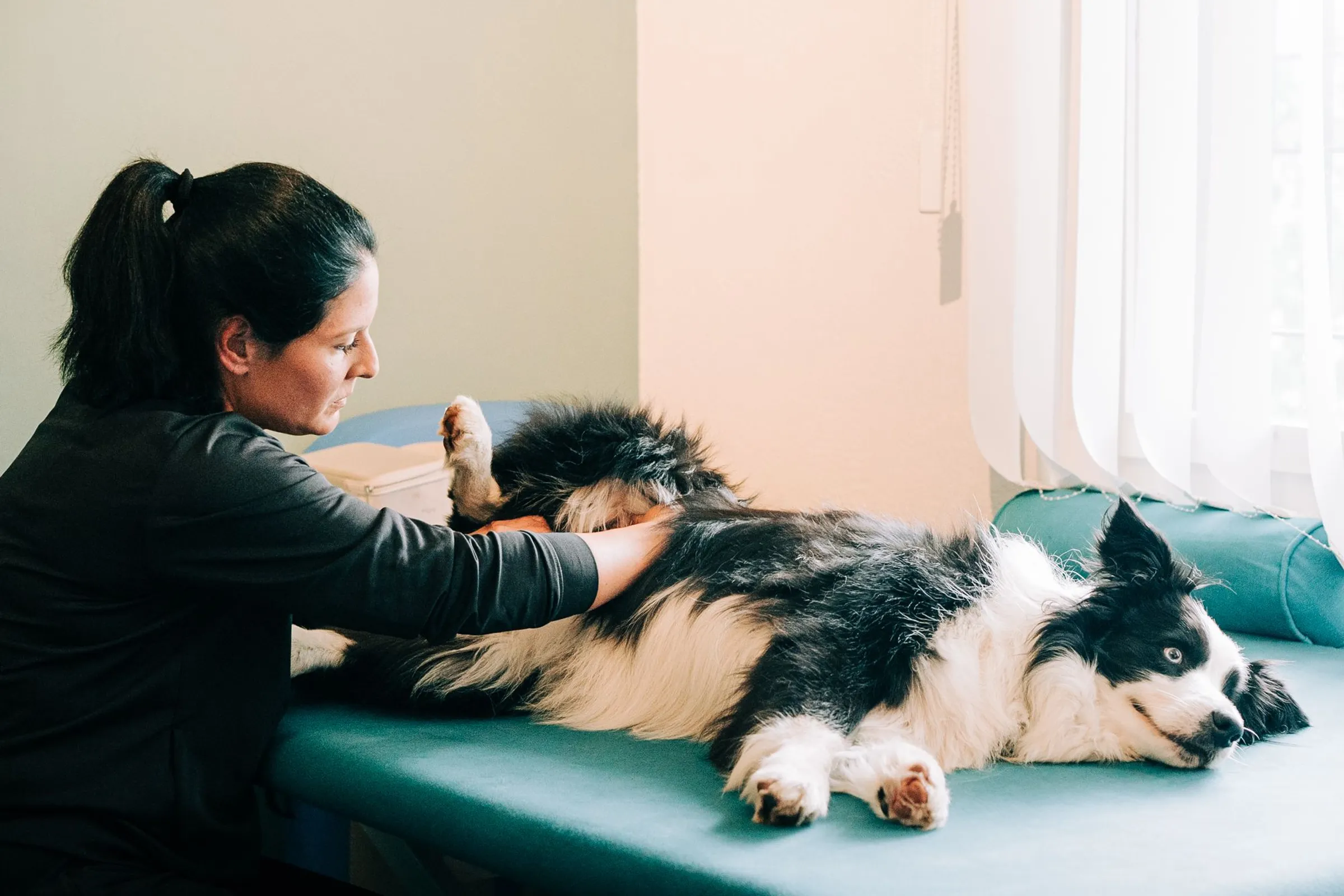 Sibylle behandelt einen Hund – Einblick aus dem Interview mit Swiss Dog Arena