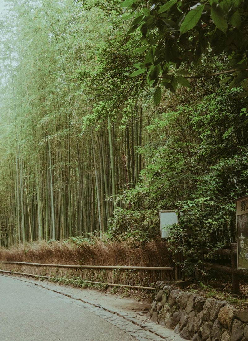 Picture from Kyoto, Japan