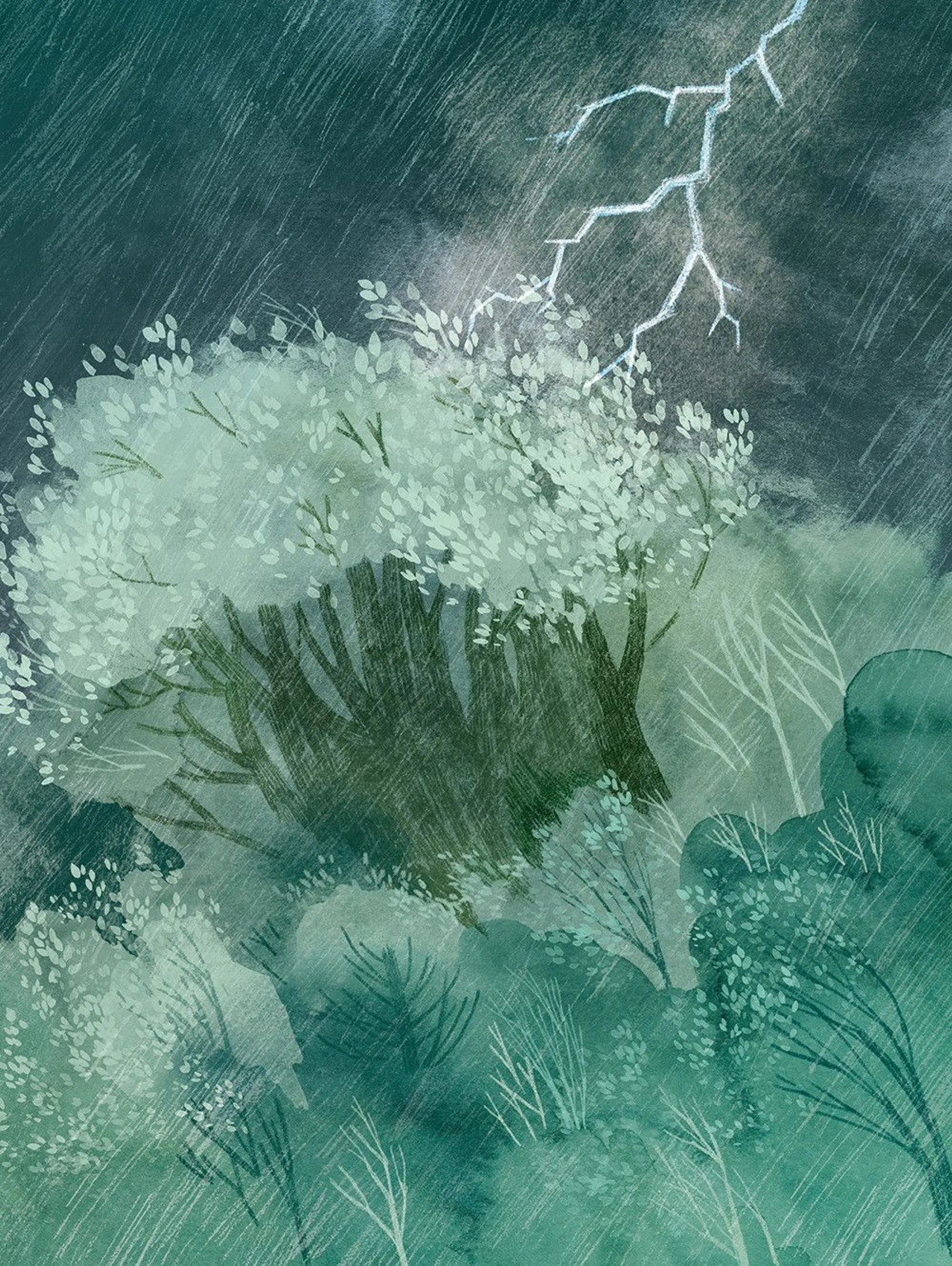 Туконі - мешканець лісу