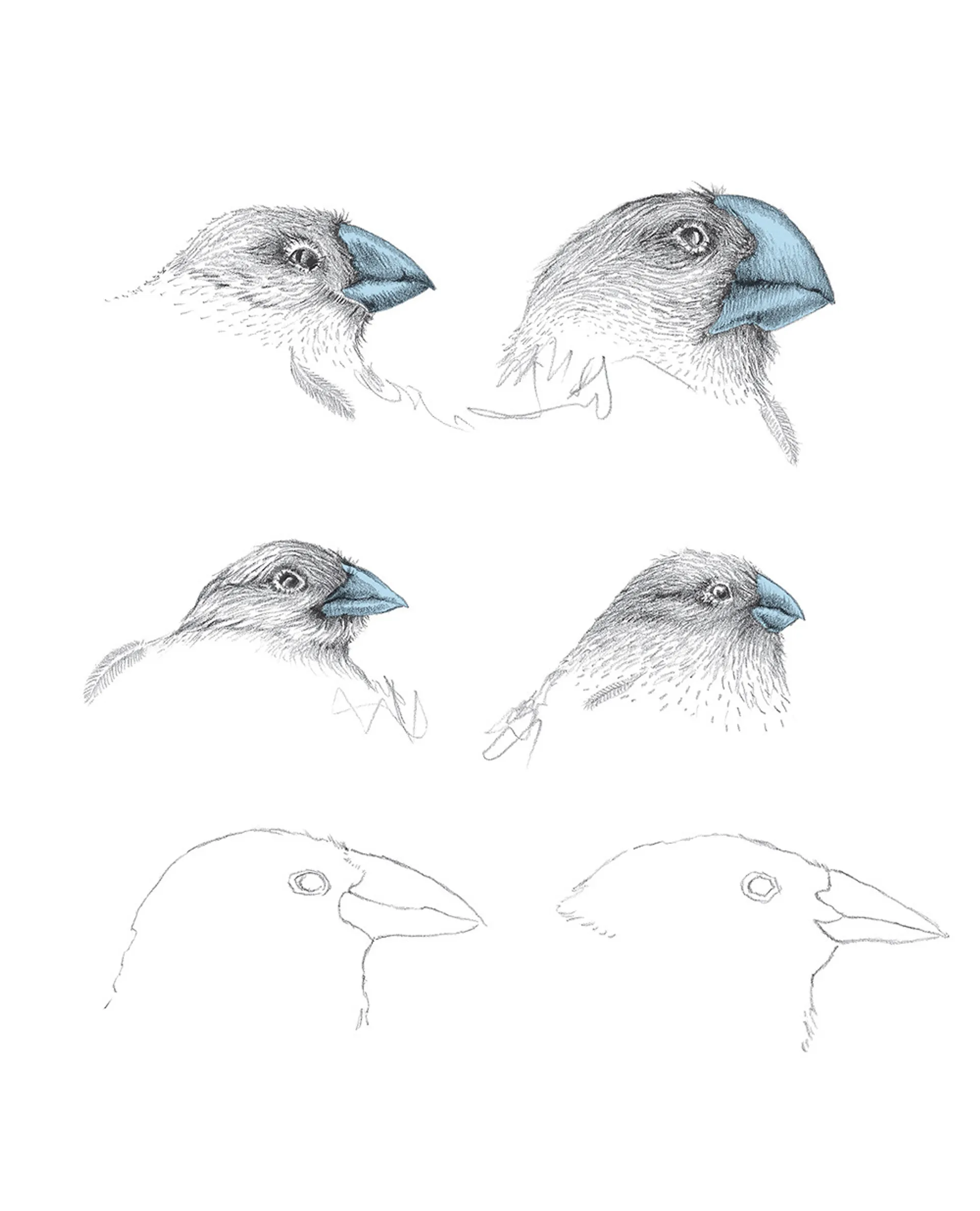 Однакові чи різні? Геноміка