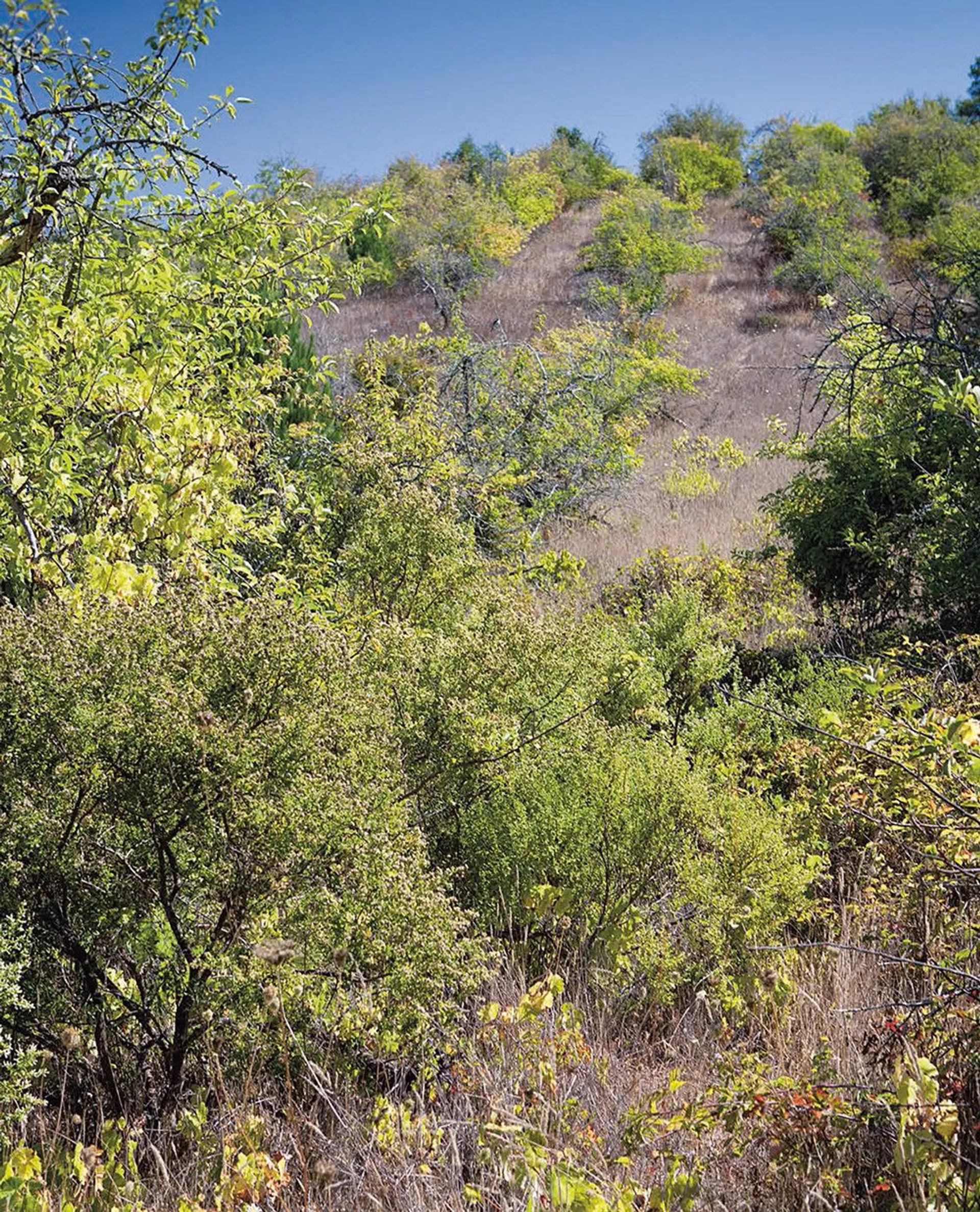 Натуральне вино