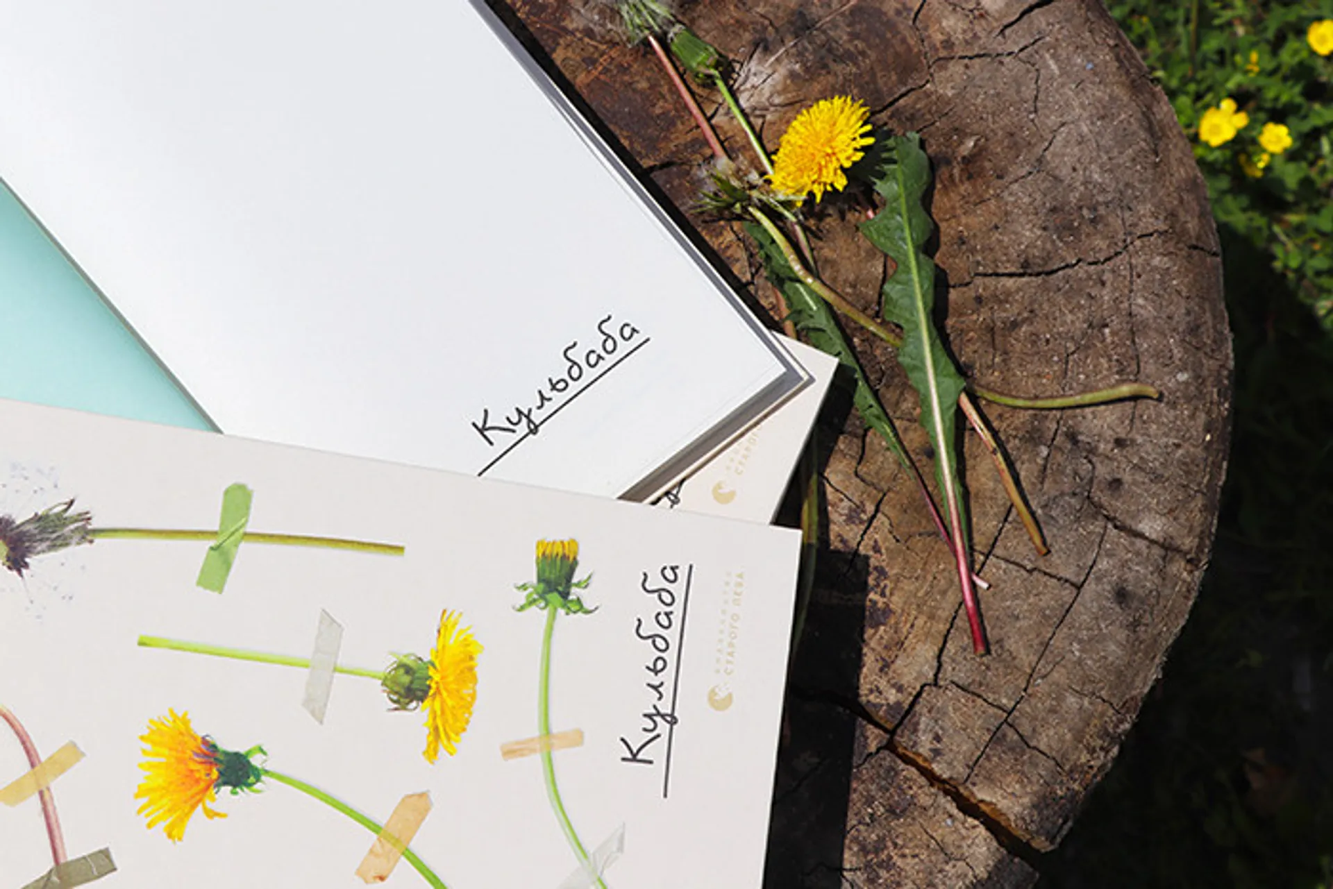 «Кульбаба». Фрагмент з книги Квітки Налади