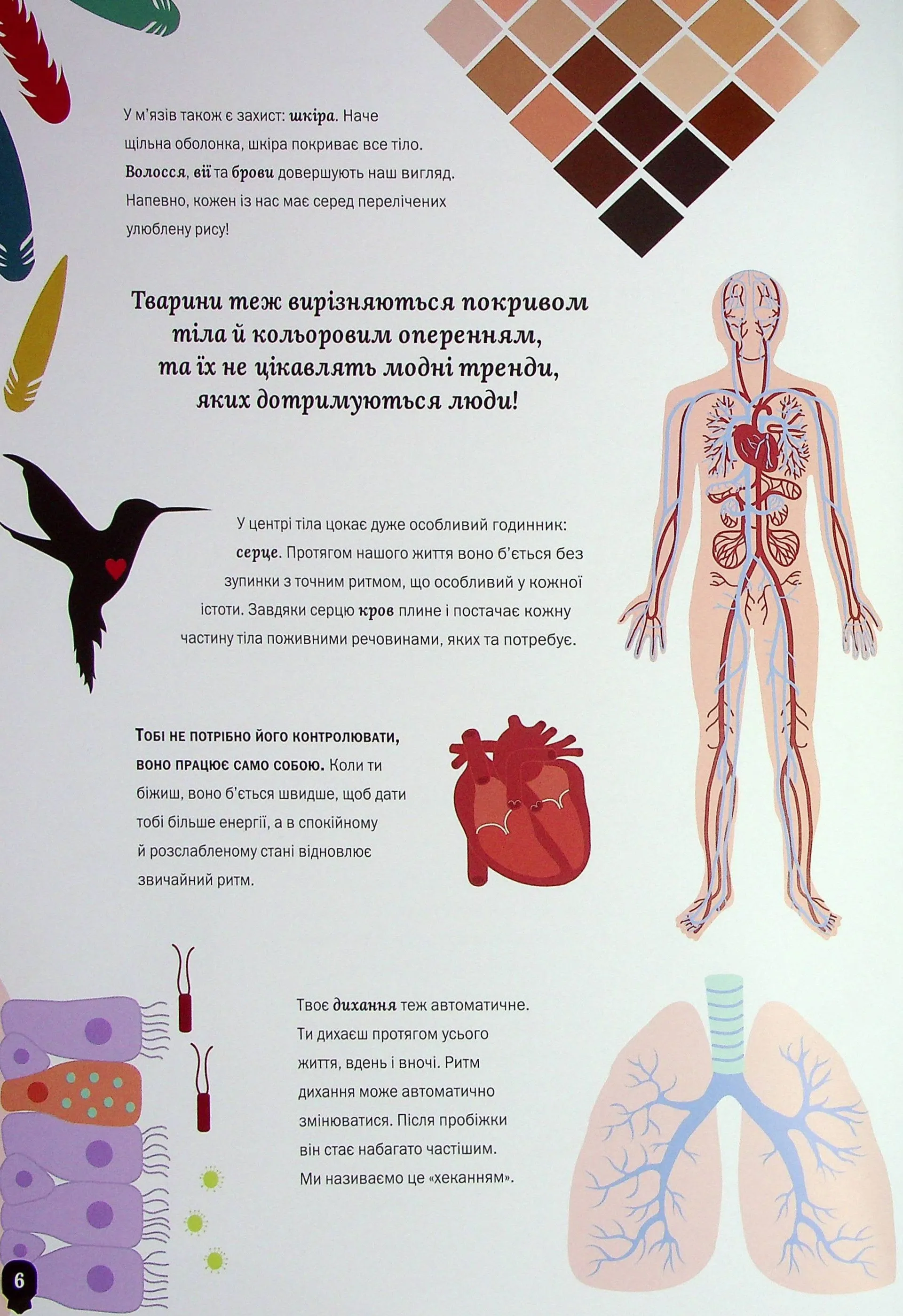 Тіло людини. Таємниці нашого тіла