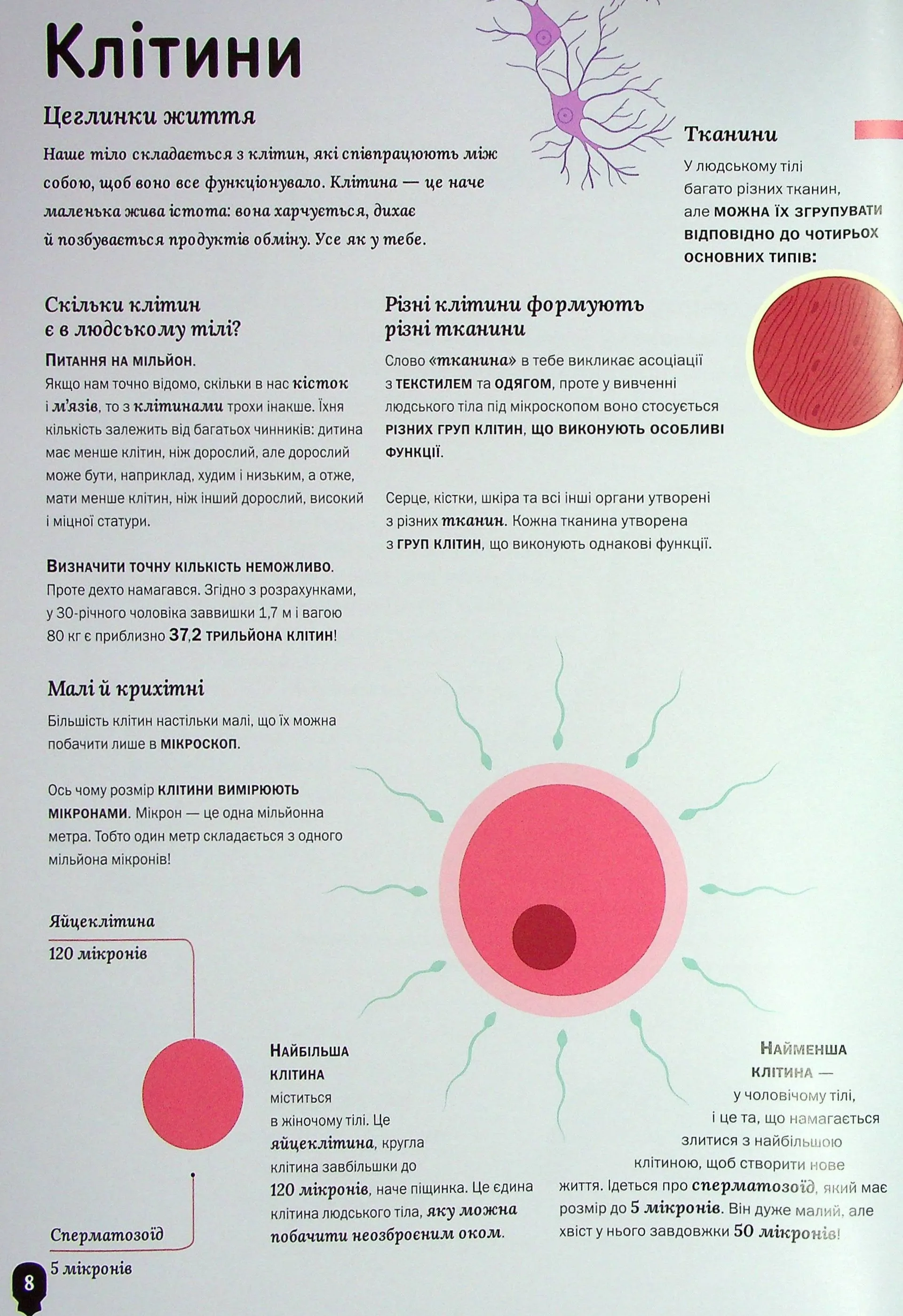 Тіло людини. Таємниці нашого тіла
