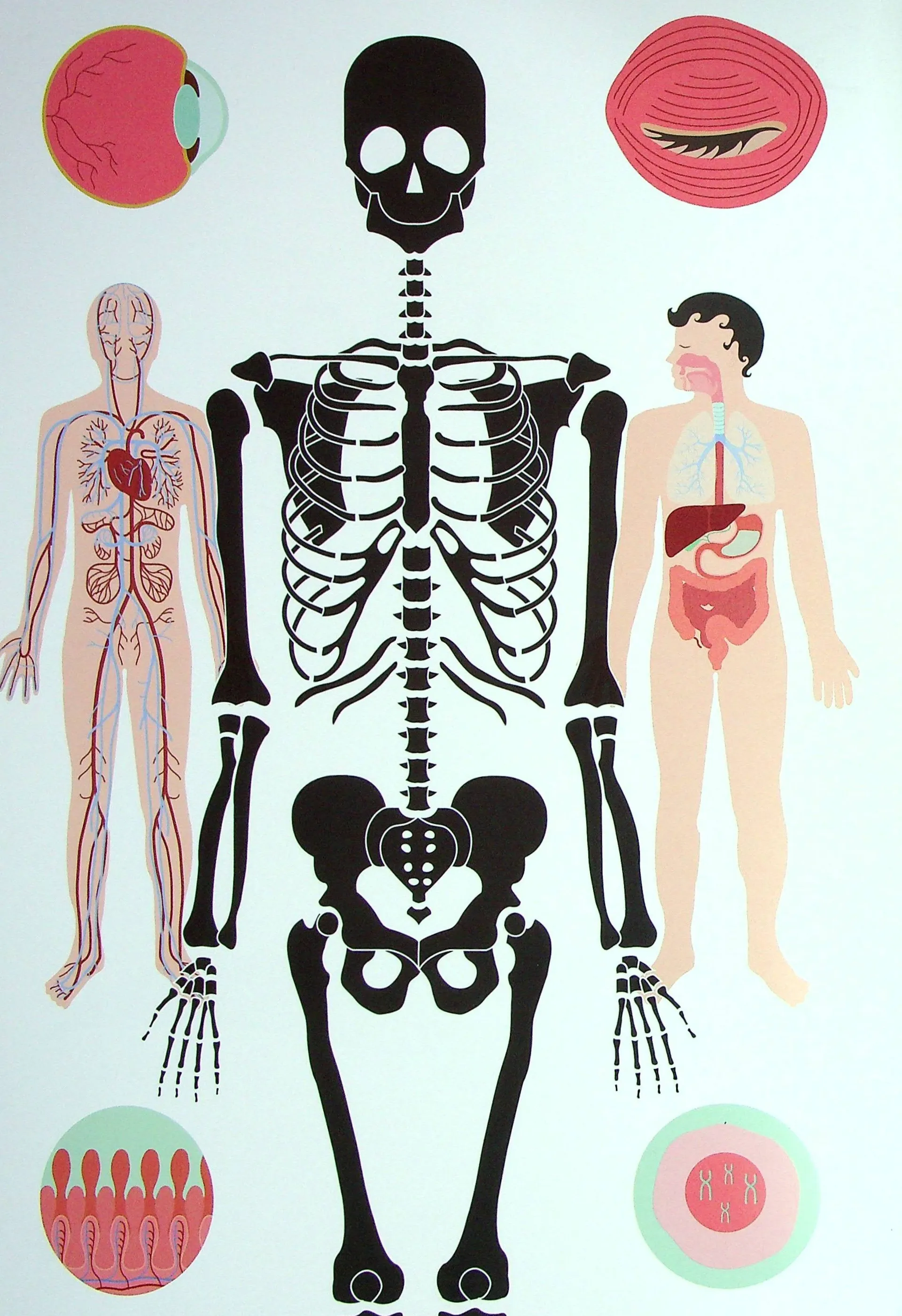 Тіло людини. Таємниці нашого тіла