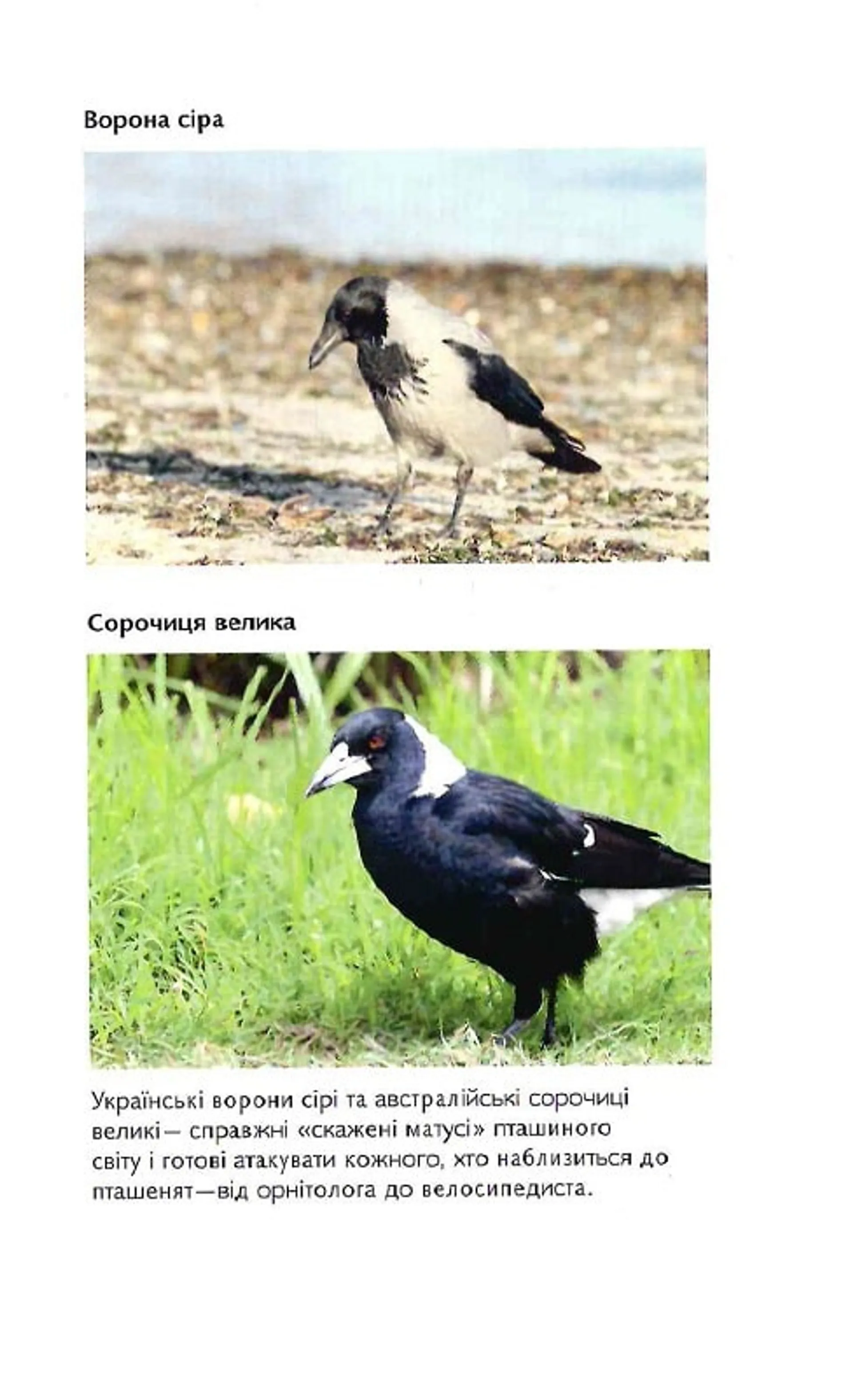 Пташина історія