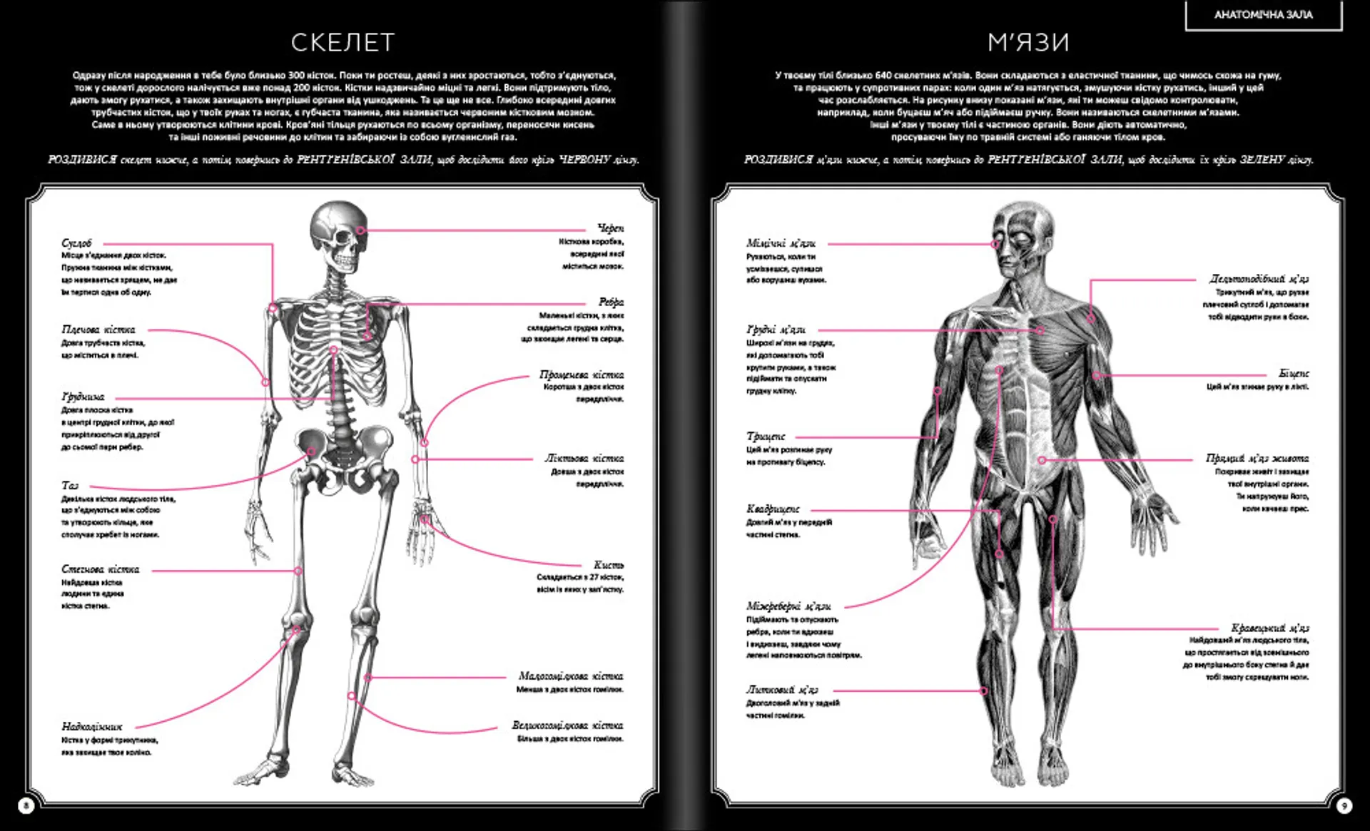 Прихований світ людського тіла
