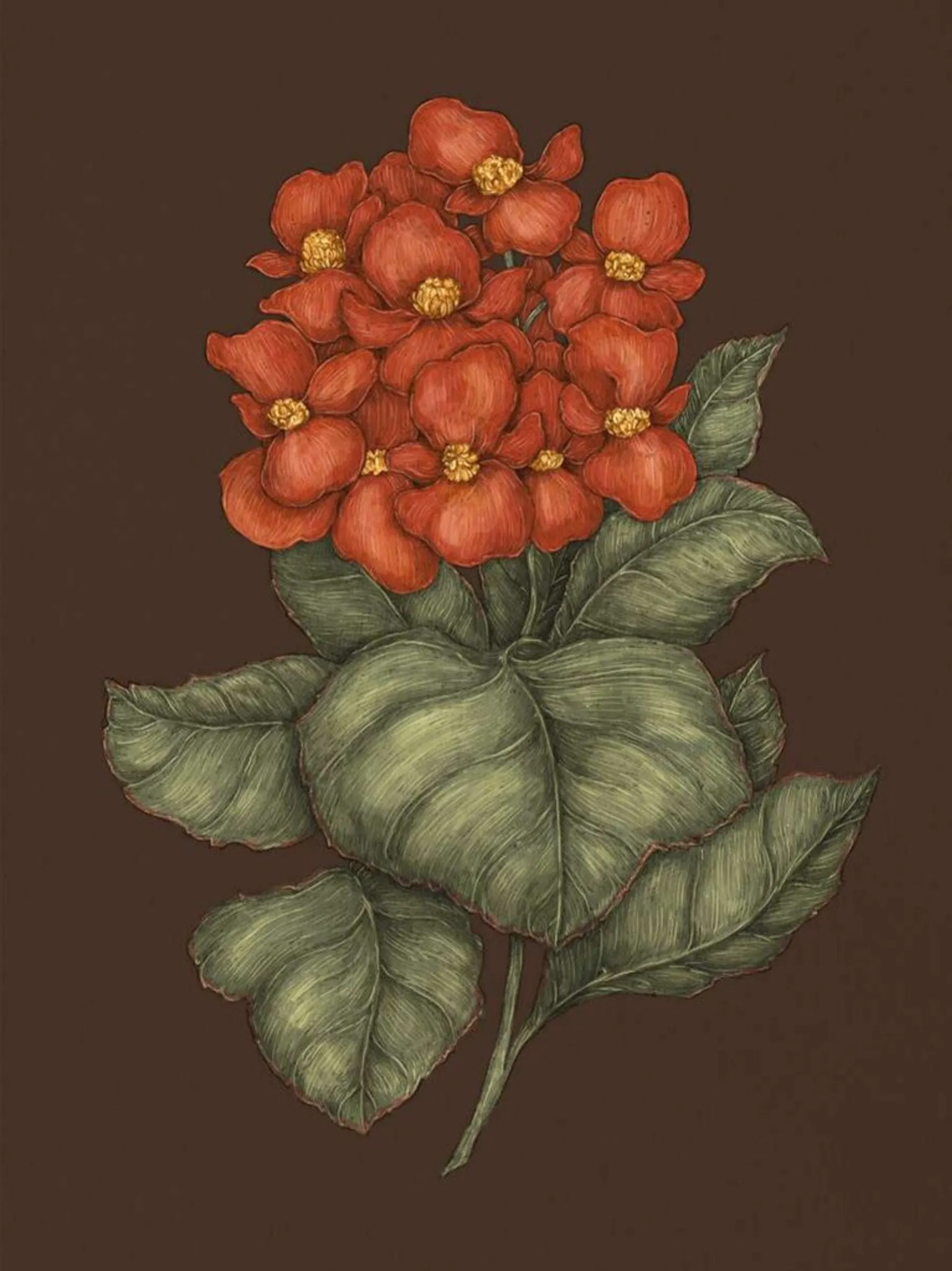 Флорографія: Ілюстрований довідник з вікторіанської мови квітів