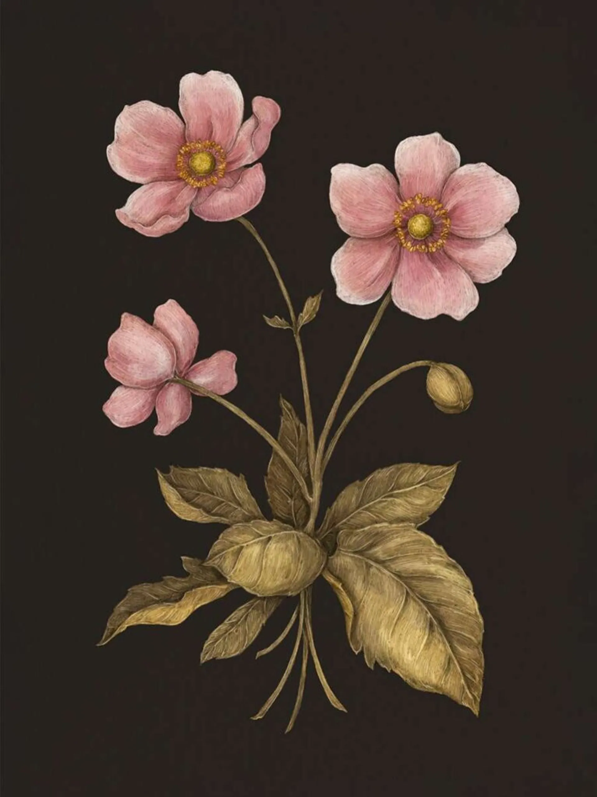 Флорографія: Ілюстрований довідник з вікторіанської мови квітів