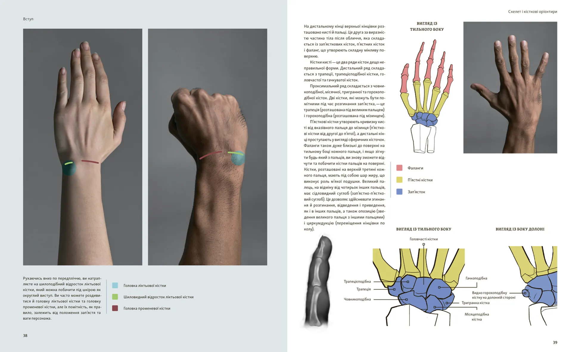 Анатомія для художників