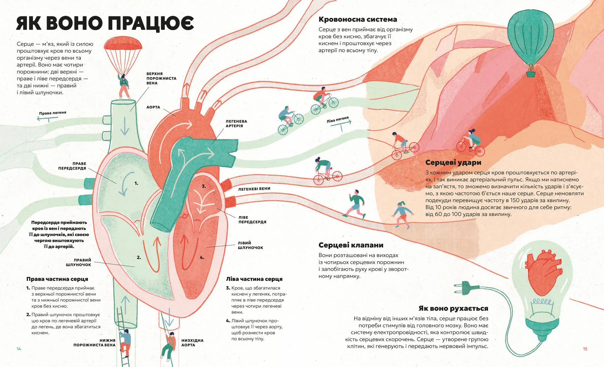 Серце. Історія, наука і багато любові