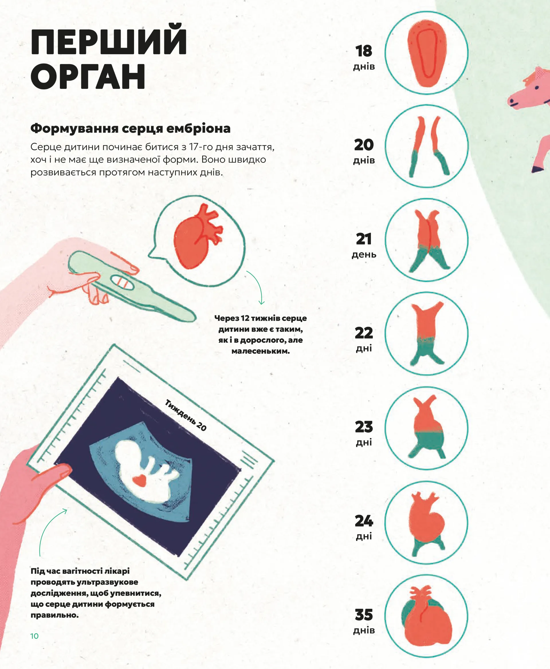 Серце. Історія, наука і багато любові