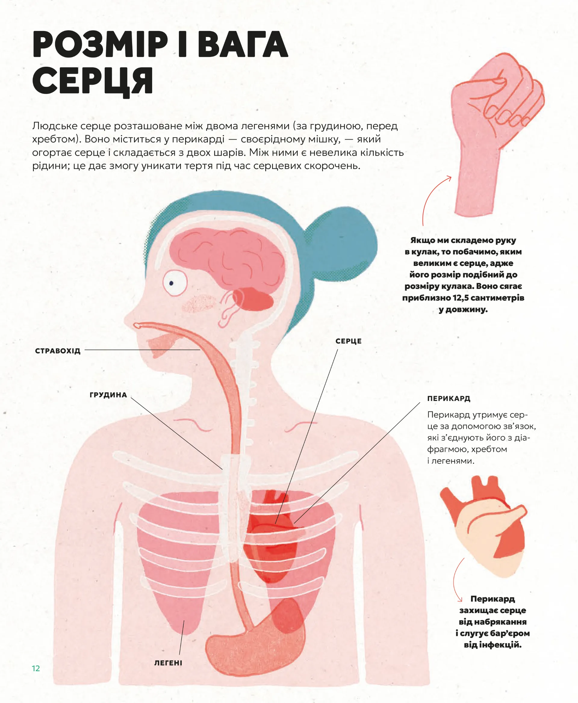 Серце. Історія, наука і багато любові