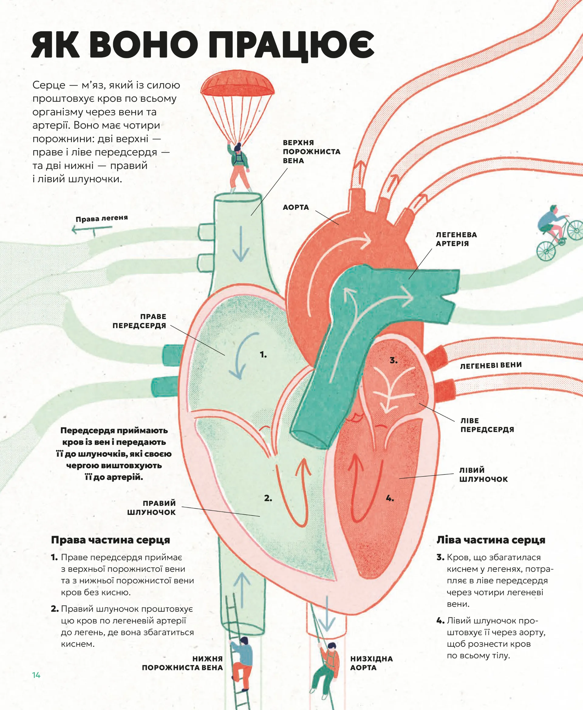 Серце. Історія, наука і багато любові