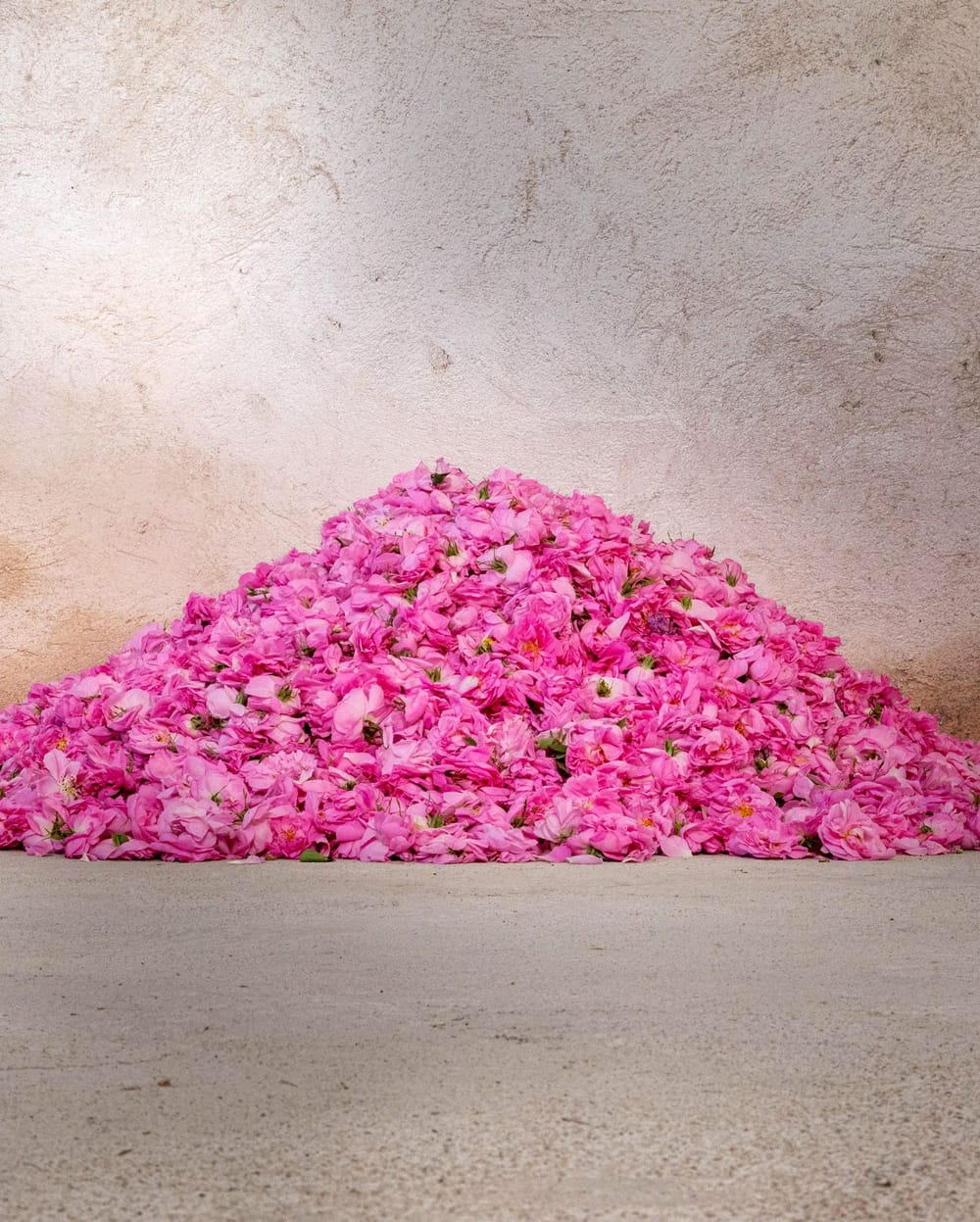 Rosa Centifolia klein