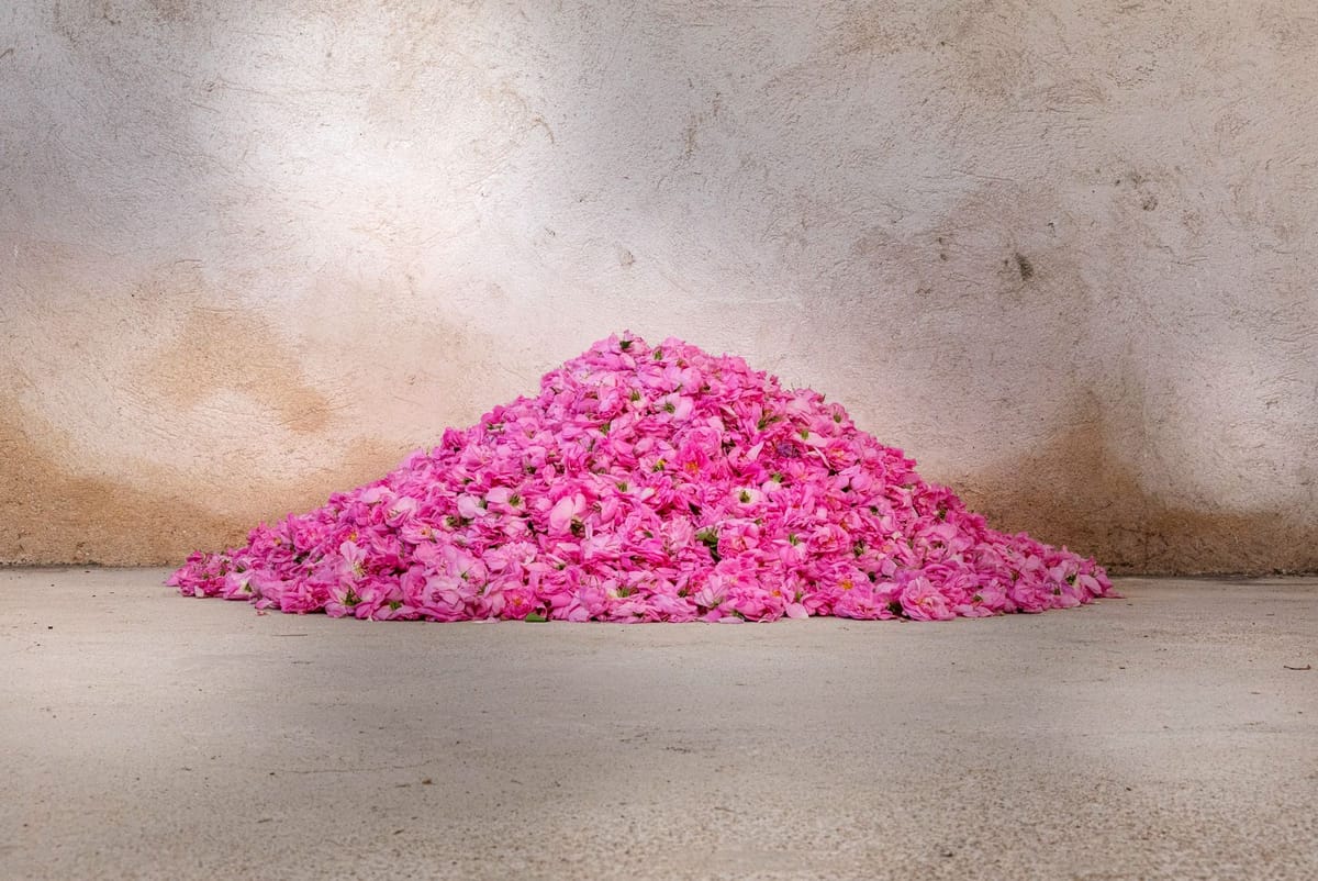 Rosa Centifolia klein