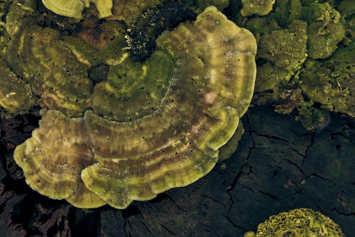 PSRL Pietzmoor 0798 Bearbeitet s RGB