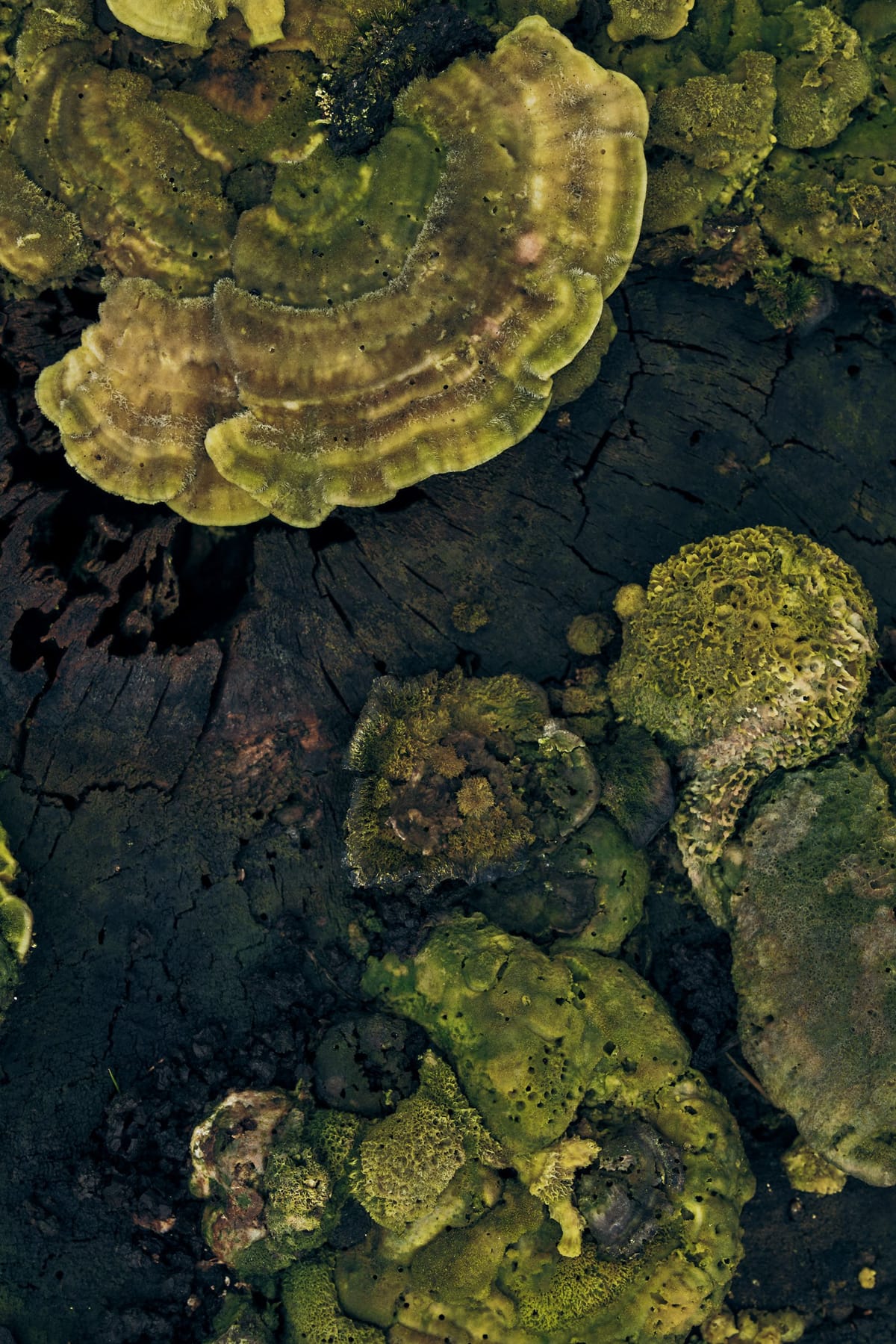 PSRL Pietzmoor 0798 Bearbeitet s RGB