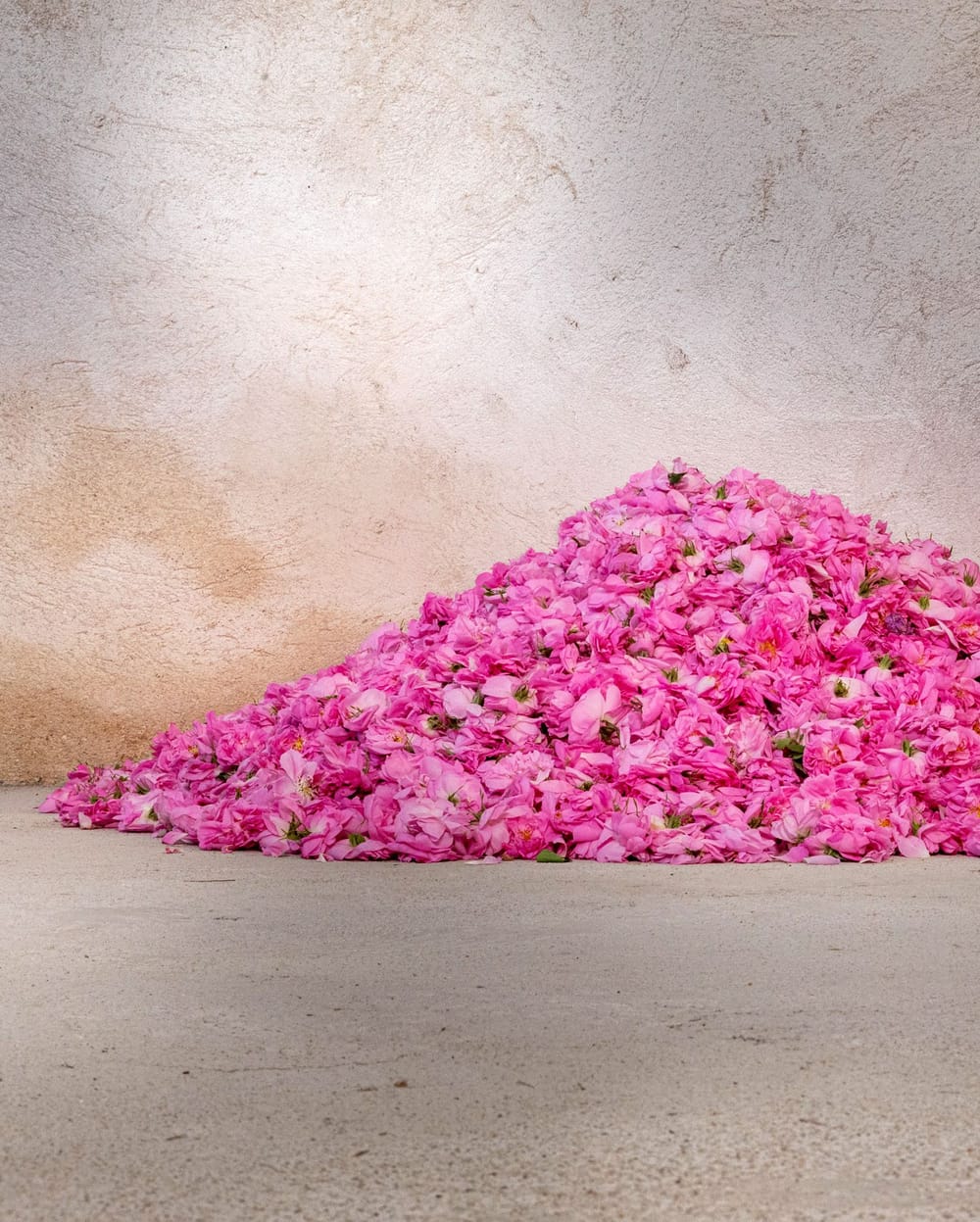 Rosa Centifolia klein