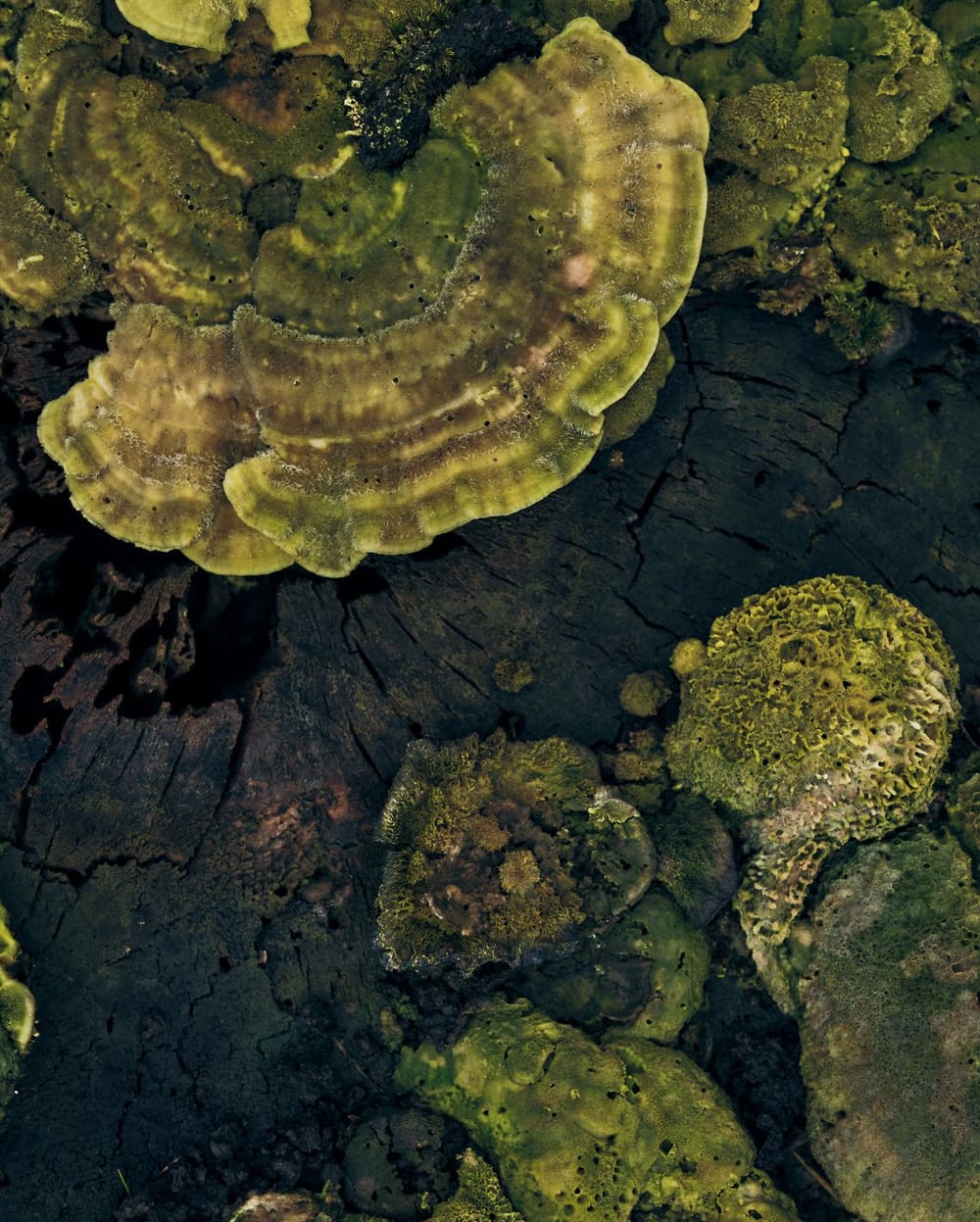 PSRL Pietzmoor 0798 Bearbeitet s RGB