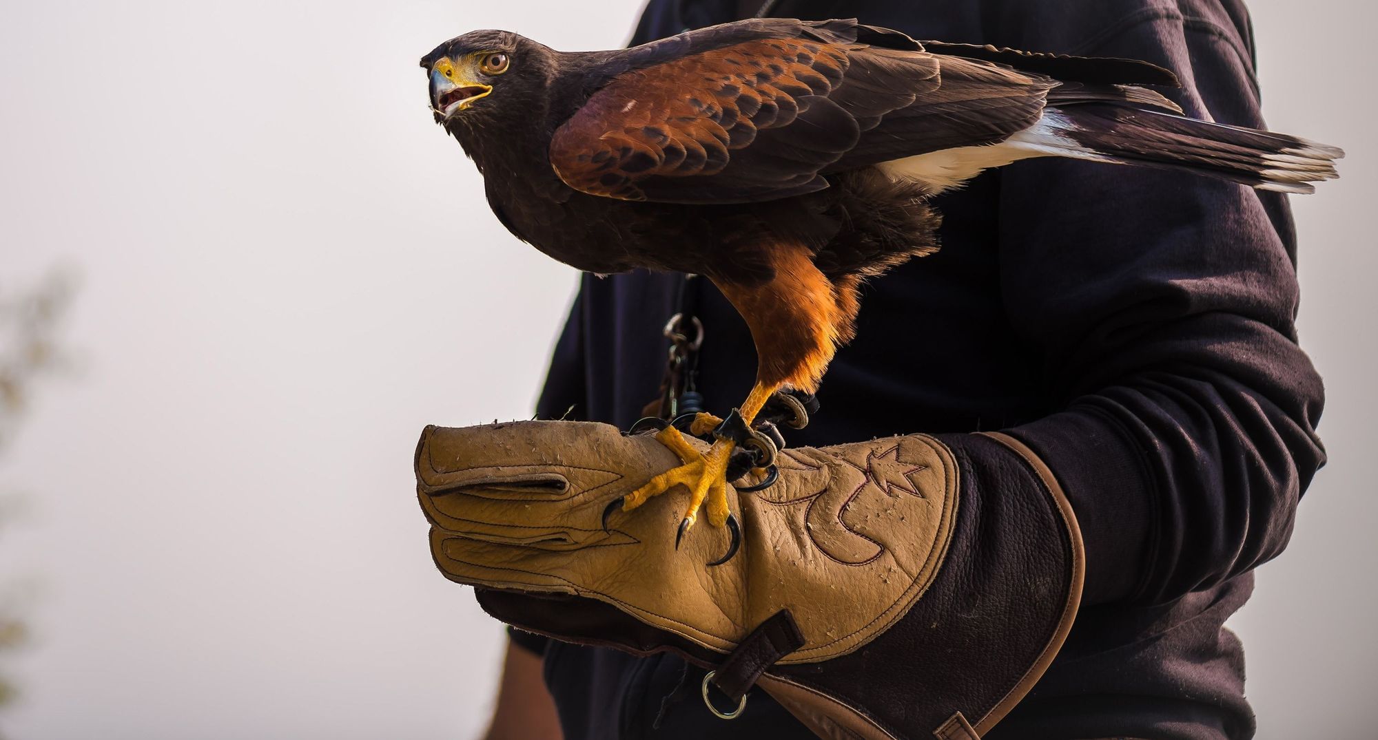 Falcon Glove klein