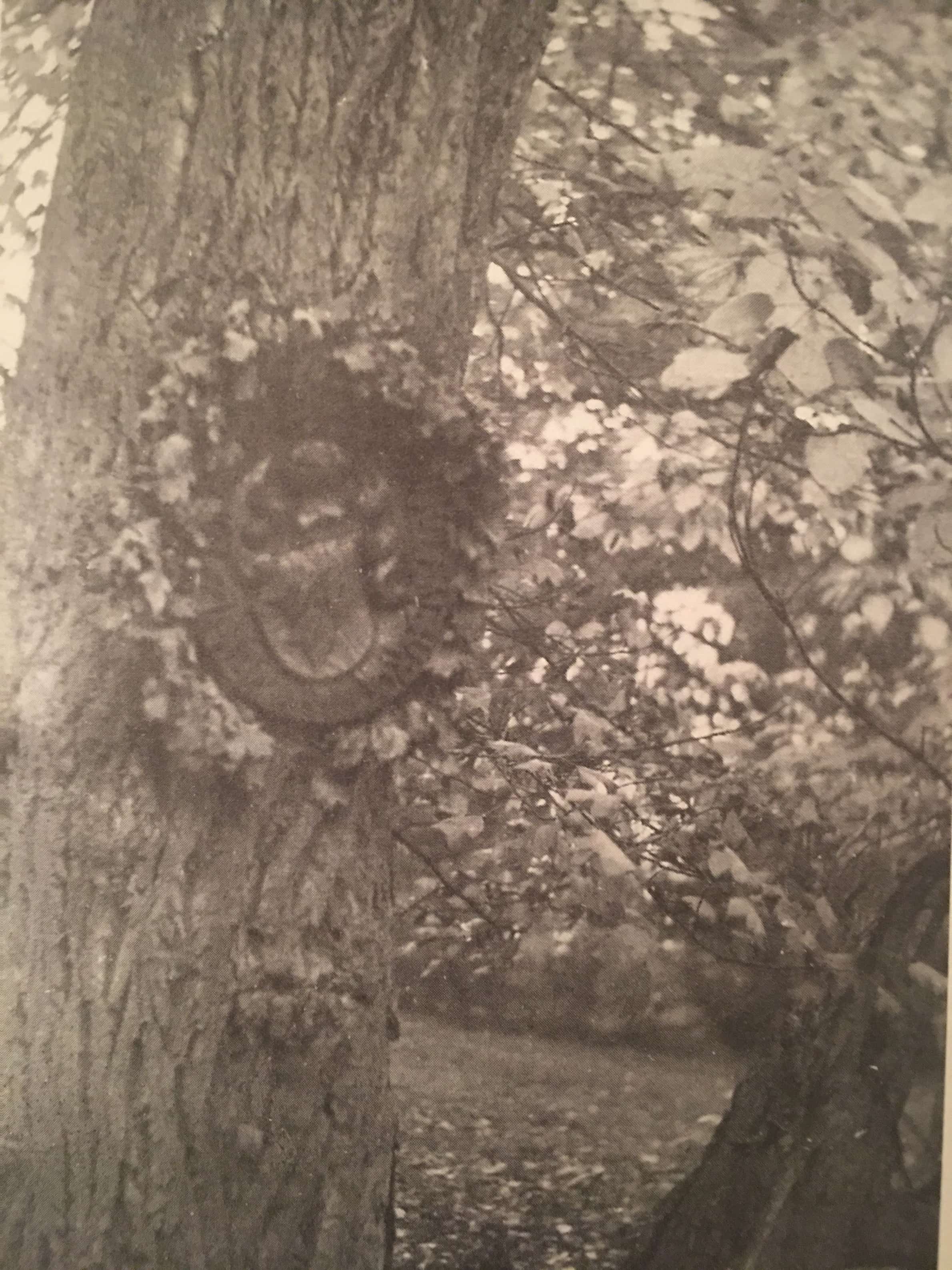 5 Wappenplatte im Trebbower Park, von Schulenburgs Schwester Tisa angefertigt und am 5. September 1944, seinem Geburtstag, angebracht. Name, Geburts- und Todesdatum wurden von einem Kranz bedeckt.