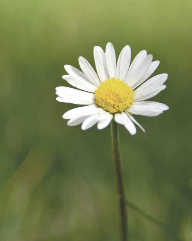 Or use your own image