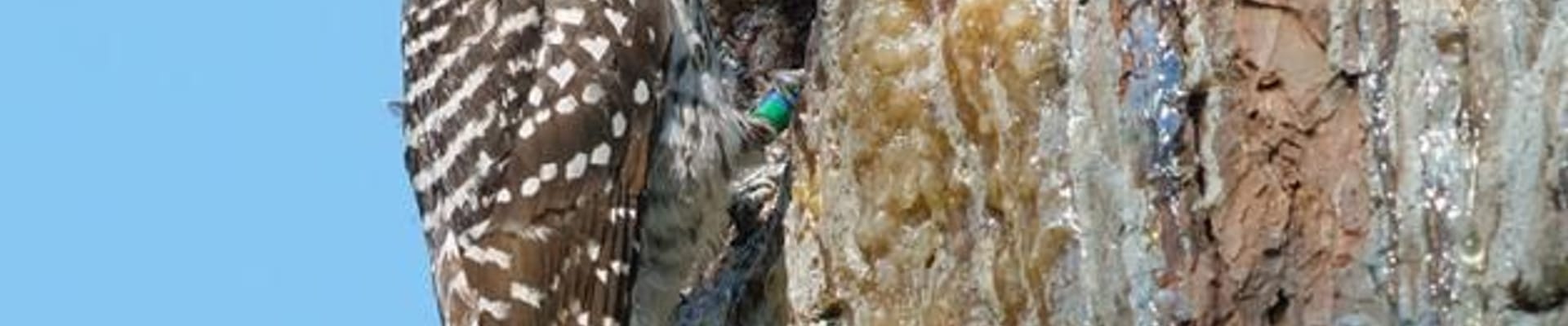 Red-cockaded Woodpecker Habitat Restoration
