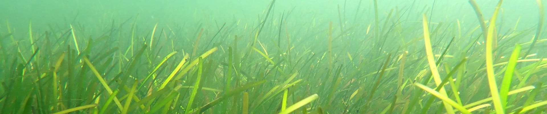 Eelgrass