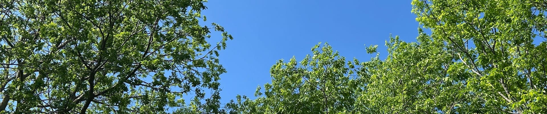 image of sky and trees