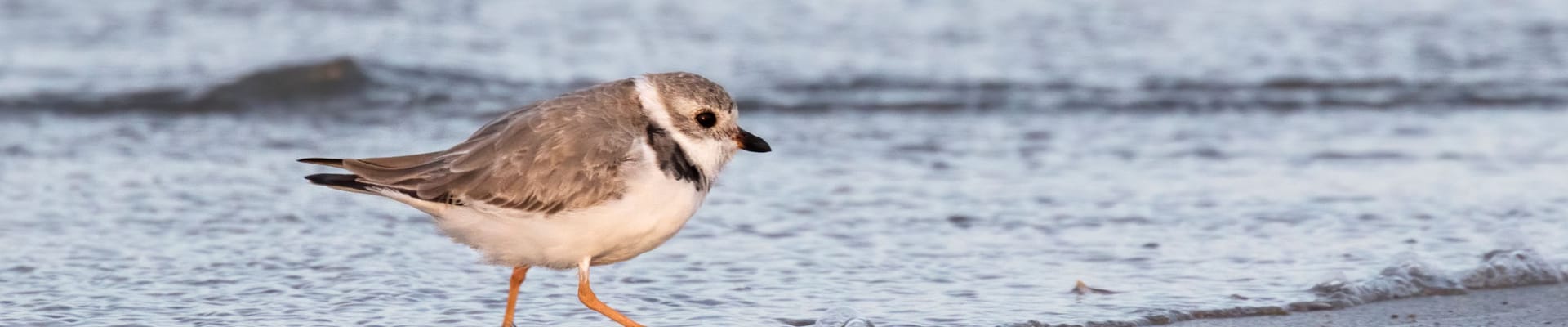 Pipping Plover