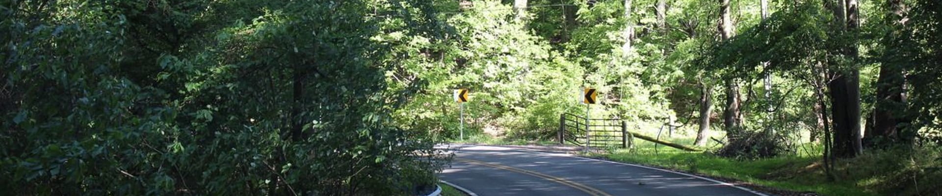 Road surrounded by trees