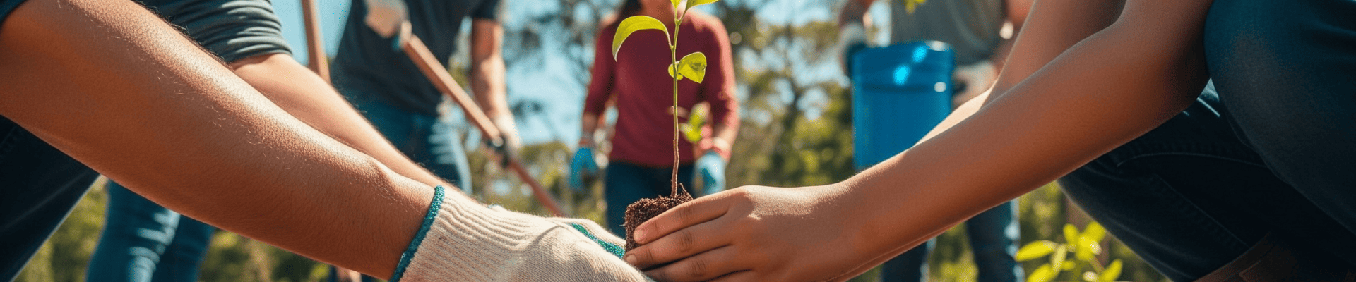 People holding a tree to plant