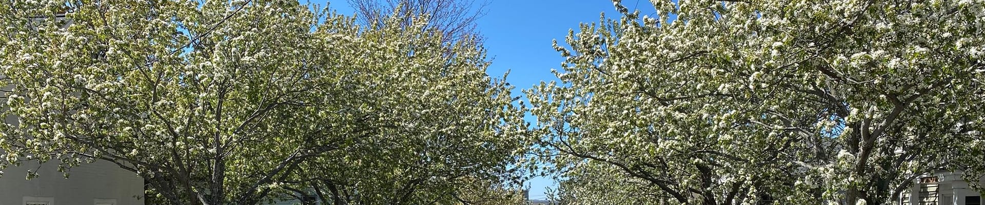 Tree planting surge in East and West Bayside