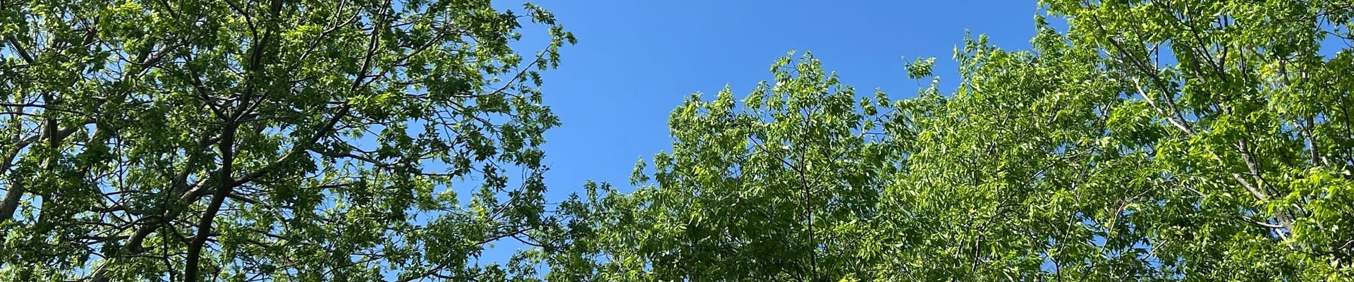 Green trees with blue sky behind them