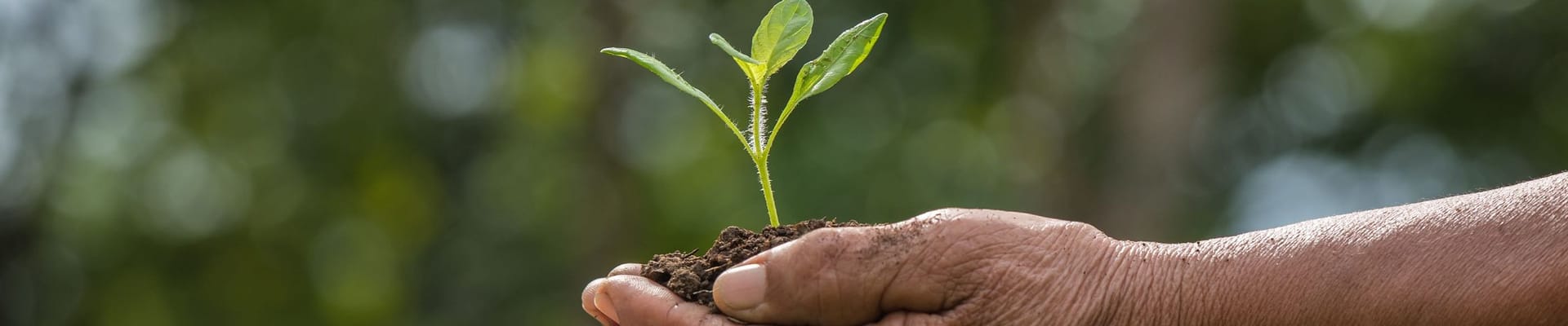 Plant in hands