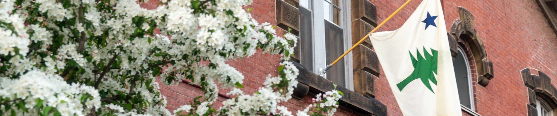 Flag representing Maine flying on historic bring building next to flowering tree