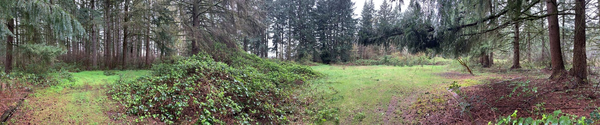 A grassy clearing with a mound of plants in the center, surrounded by forest on all sides.