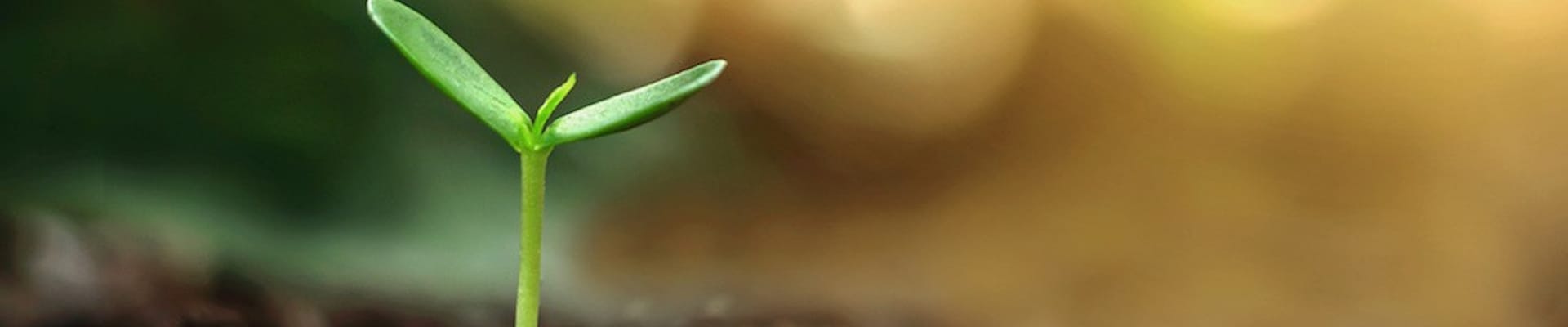 Comprehensive Environmental and Climate Action Plan