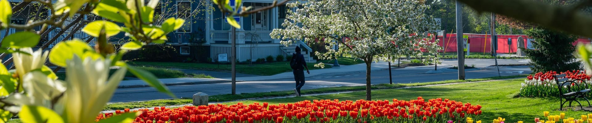 Fessenden Park Tulips in Springtime