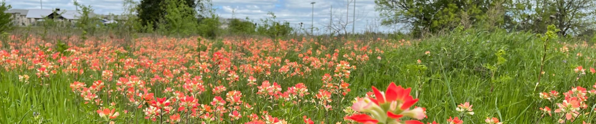 Pictured is a field at North Lakes Park Wildflower Trail in Denton. Field is filled with bright pink/red and white flowers (Indian Paintbrush). Trees and sky in the distant background.