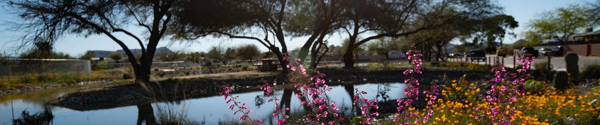 A stormwater park in the Elvira Neighborhood has a basin full of water and colorful flowers in bloom 
