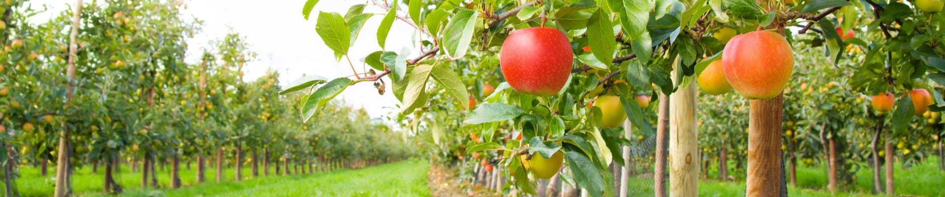 Apple Orchard