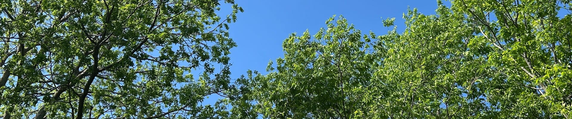 Green tree tops with blue sky behind them